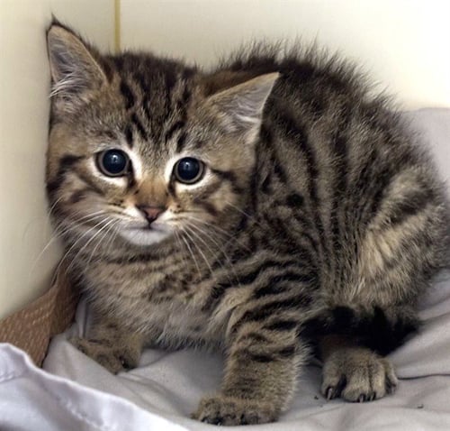HUNTER - Domestic Short Hair available for adoption