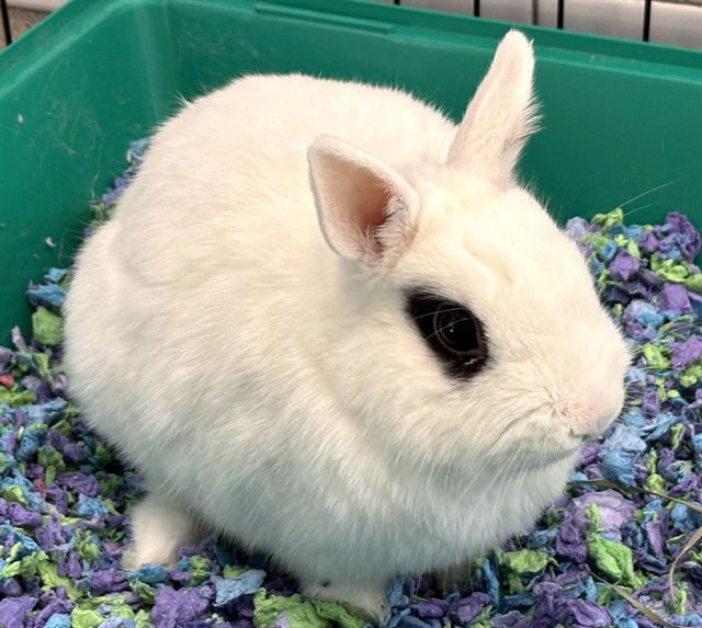PEARL - Hotot available for adoption