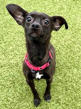ROCCO - Chihuahua available for adoption
