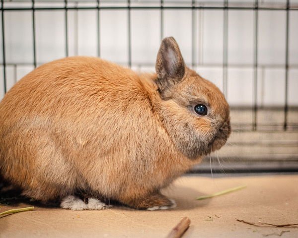 THEODORE - Netherland Dwarf available for adoption
