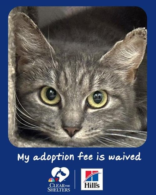 FIRETRUCK - Domestic Short Hair available for adoption