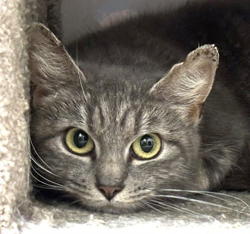 FIRETRUCK - Domestic Short Hair available for adoption