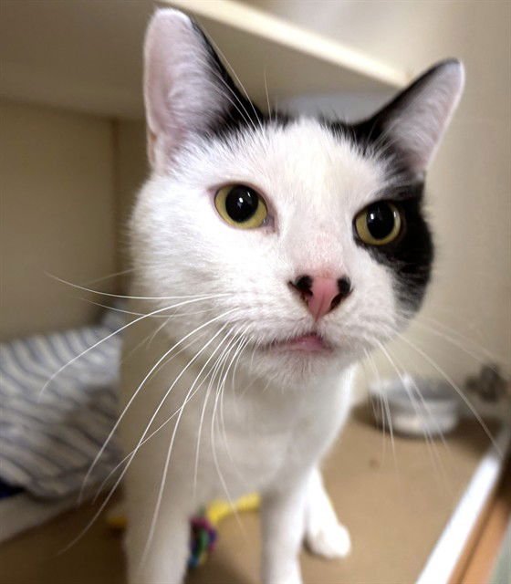 YUE - Domestic Short Hair available for adoption