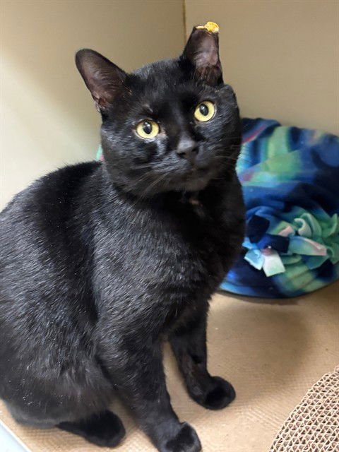 MATTY - Domestic Short Hair available for adoption