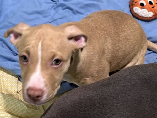 FLORA - Staffordshire Bull Terrier available for adoption