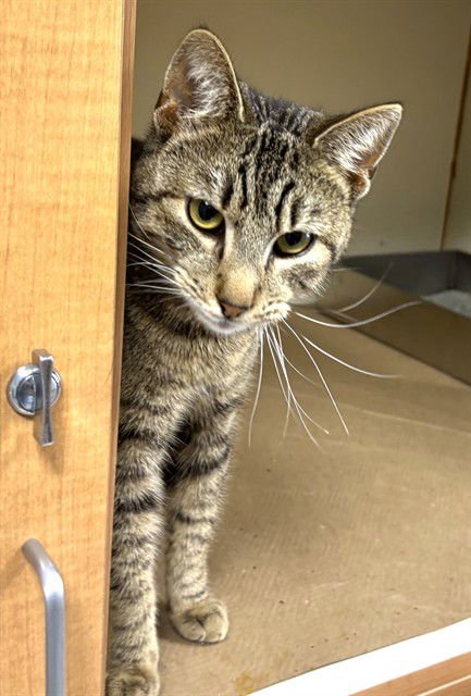 SY - Domestic Short Hair available for adoption