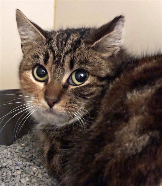 ANN MICHAEL - Domestic Short Hair available for adoption