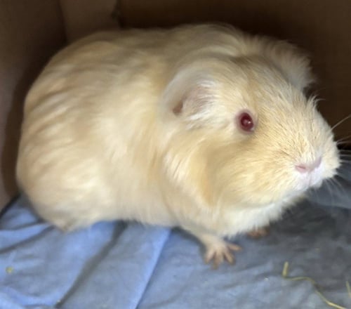 BELLA - Guinea Pig available for adoption