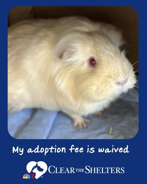 BELLA - Guinea Pig available for adoption