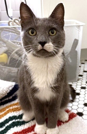 SPARK - Domestic Short Hair available for adoption