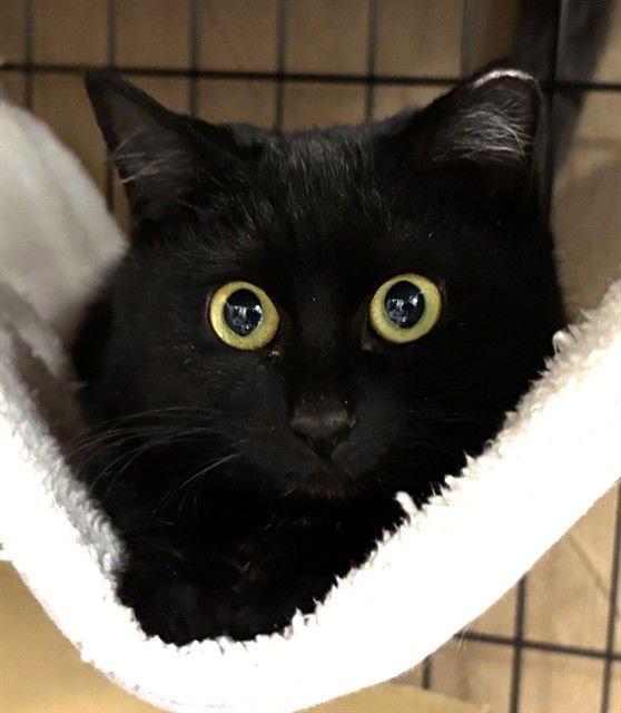 BABS - Domestic Short Hair available for adoption