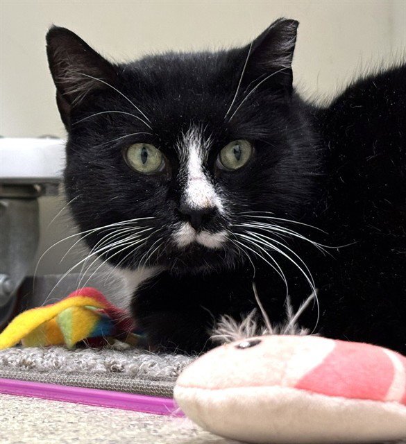 HALEY - Domestic Short Hair available for adoption