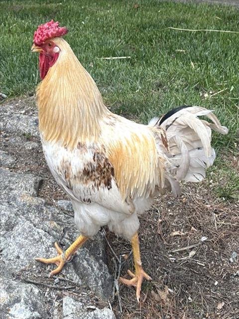 FRED - Chicken available for adoption