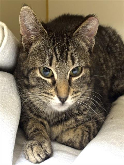 PANGEA - Domestic Short Hair available for adoption