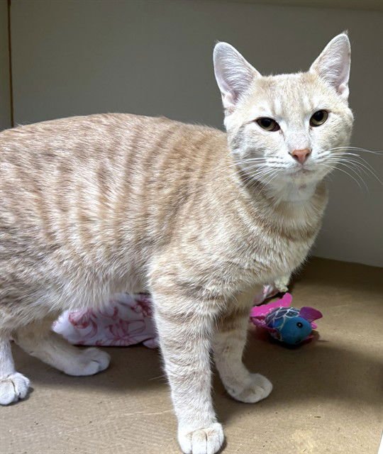 CHURRO - Domestic Short Hair available for adoption