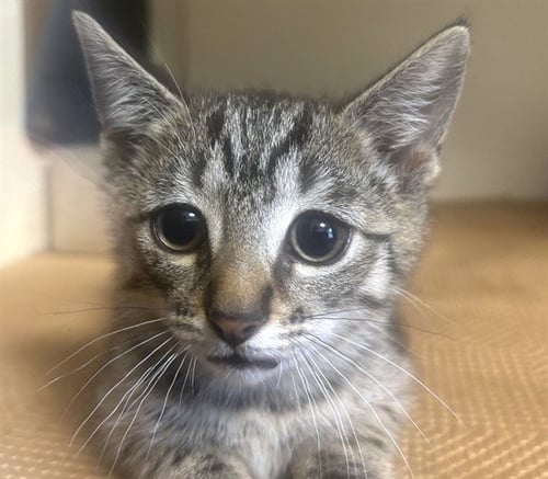 ELLIE - Domestic Short Hair available for adoption