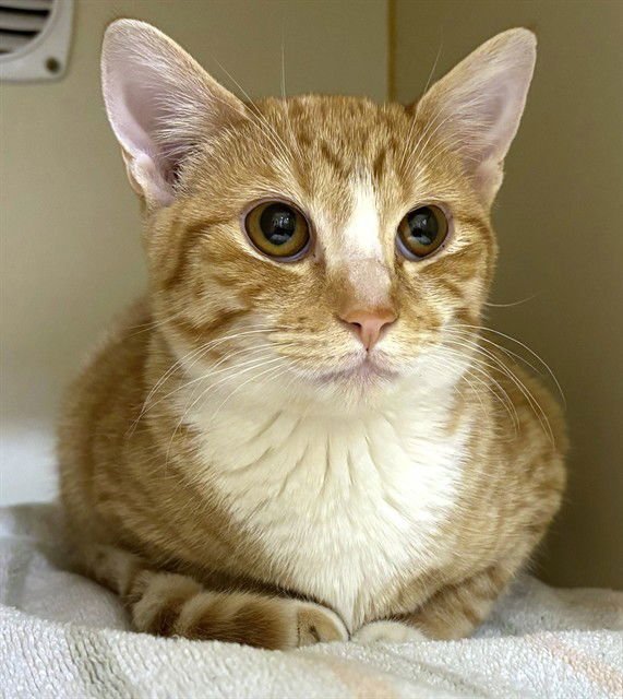 CRAFT - Domestic Short Hair available for adoption