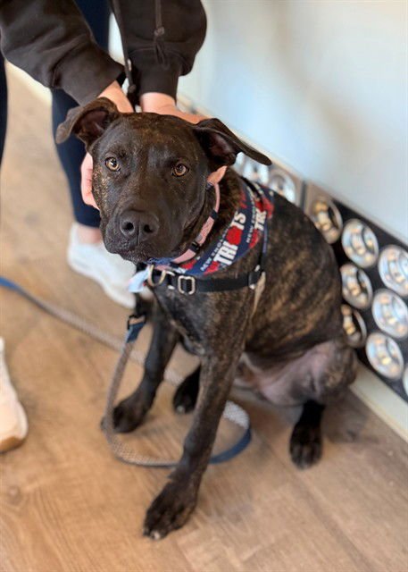 CLYDE - Plott Hound available for adoption