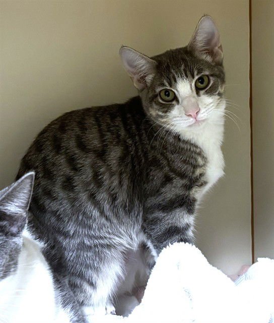 LOTTIE - Domestic Short Hair available for adoption