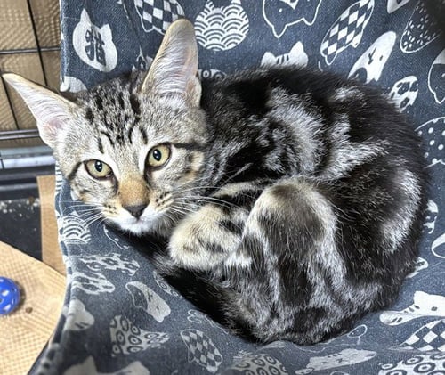 CYPRUS - Domestic Short Hair for adoption in Cambridge