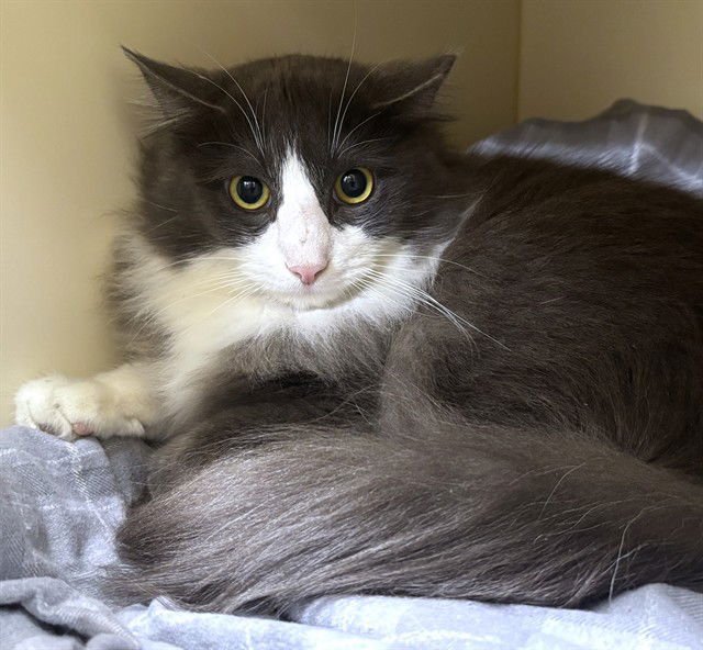 PIZELLE - Domestic Long Hair available for adoption