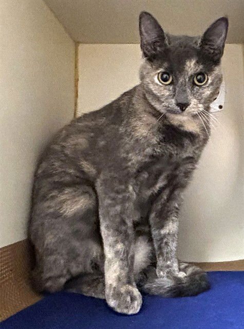 LEIA - Domestic Short Hair available for adoption