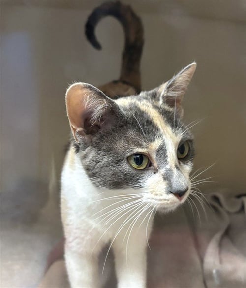 GLIMMER - Domestic Short Hair available for adoption