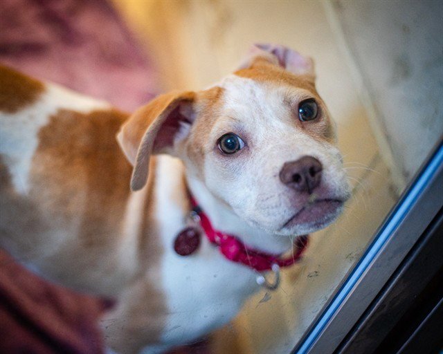 LILLIANA - Australian Cattle Dog/Blue Heeler available for adoption