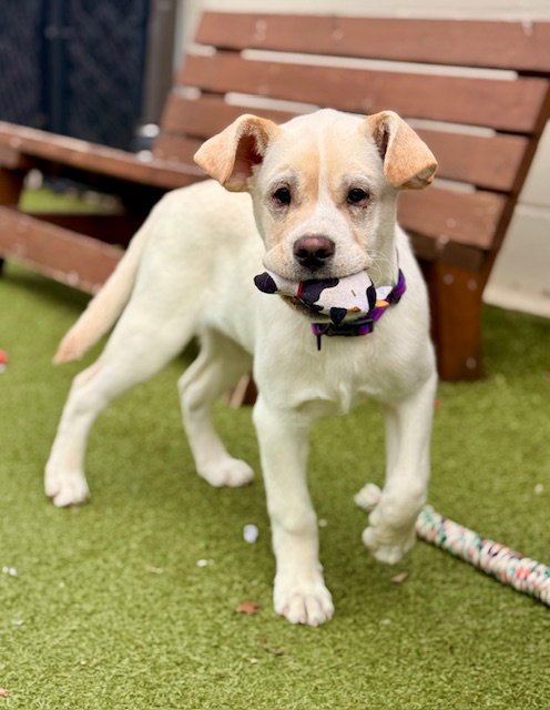 MIAMI - Labrador Retriever available for adoption