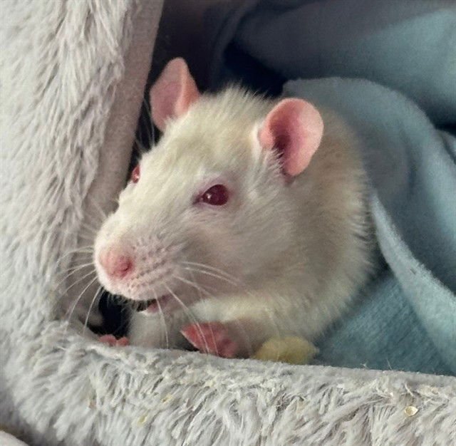 LAUREL - Rat available for adoption