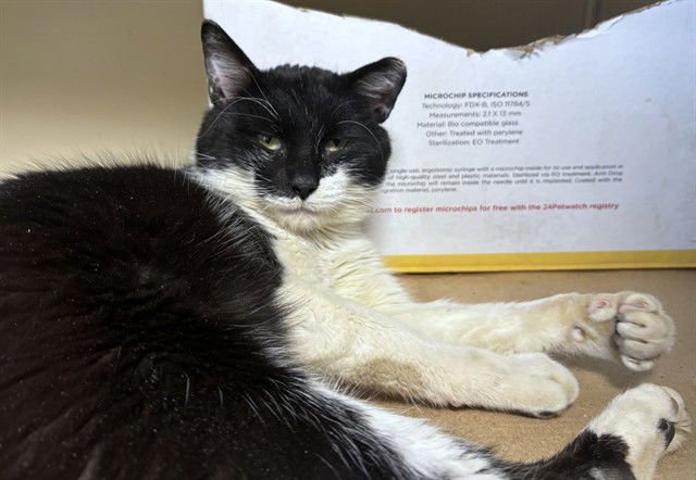 MILO - Domestic Short Hair available for adoption