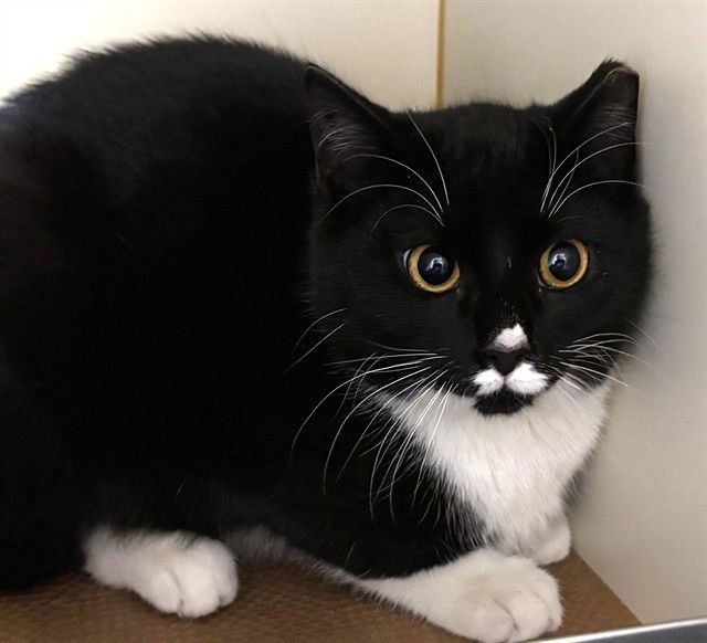 NORBERT - Domestic Short Hair available for adoption