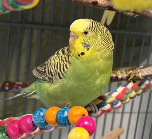 FERN - Parakeet - Other available for adoption