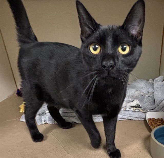 LUKE - Domestic Short Hair available for adoption