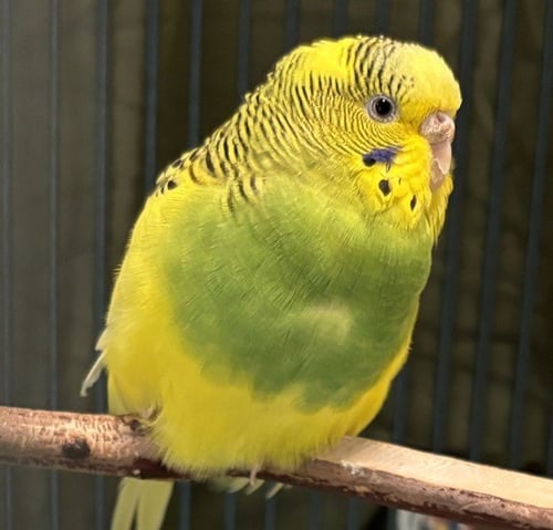 DAFFODIL - Parakeet - Other available for adoption
