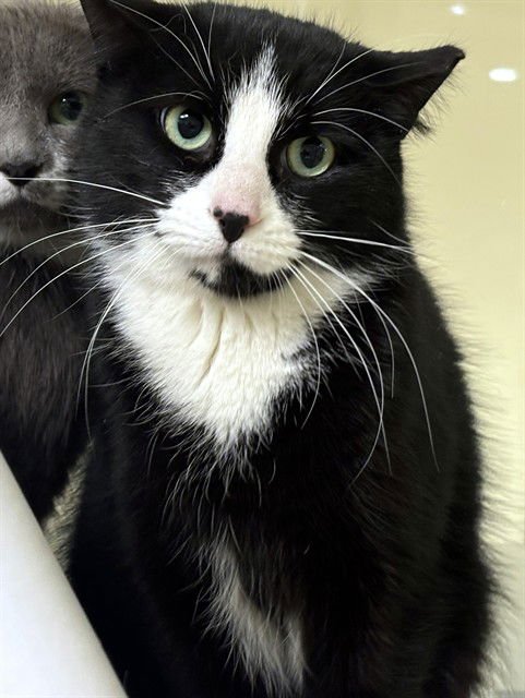 SKIP IT - Domestic Short Hair available for adoption