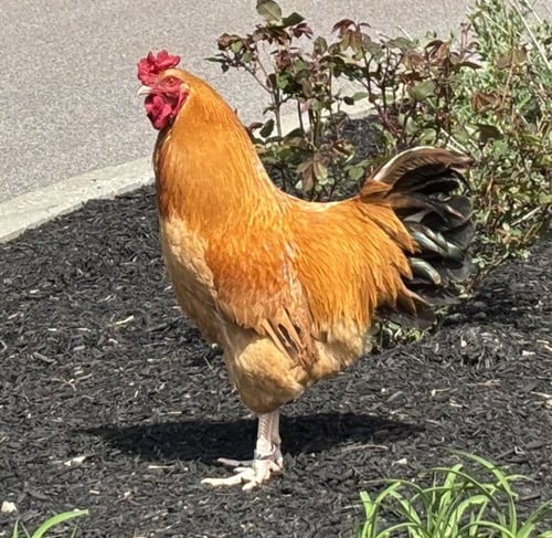 SQUASH - Chicken available for adoption