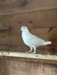 HOMING HAROLD - Photo 1