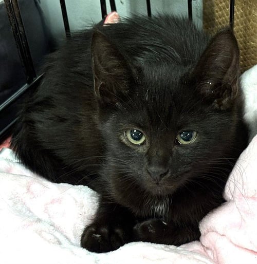 AARDVARK - Domestic Short Hair for adoption in Cambridge