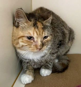 BANANA BREAD - Domestic Short Hair available for adoption