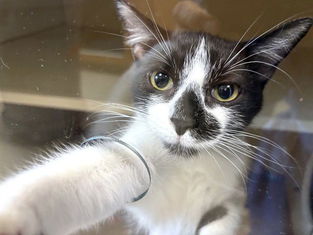 COWBOY - Domestic Short Hair available for adoption