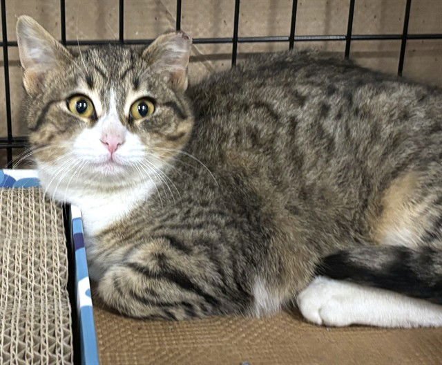 NIGEL - Domestic Short Hair available for adoption