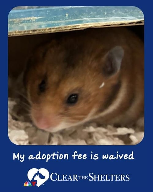 LOUISE VITTON - Hamster available for adoption