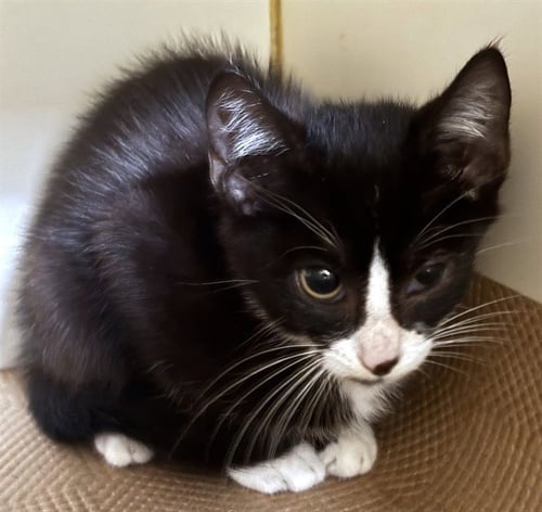ZEBRA - Domestic Short Hair available for adoption