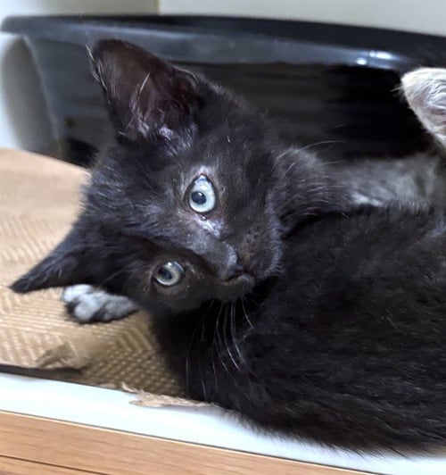 TWIX - Domestic Short Hair available for adoption