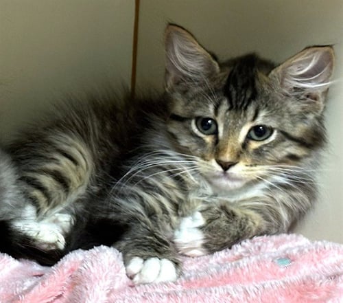 SOCKS - Domestic Long Hair available for adoption