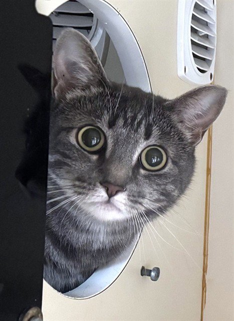 JUNO - Domestic Short Hair available for adoption