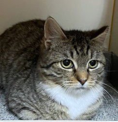 PECAN ROLL - Domestic Short Hair available for adoption