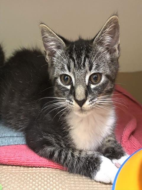 BASIL