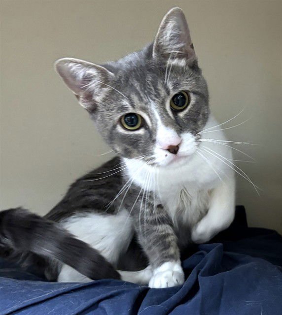 GREY BABY - Domestic Short Hair available for adoption